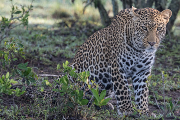 Fototapeta na wymiar Leopard (Panthera pardus) sitting in bush in Maasai Mara, Kenya