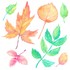 set of cartoon watercolor fallen autumn leaves tree maple isolated on white background