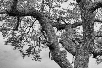 Leopard (Panthera pardus) in a tree, Timbavati Reserve, Greater Kruger, South Africa