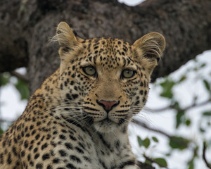 Fototapeta na wymiar Leopard (Panthera pardus) in a tree, Timbavati Reserve, Greater Kruger, South Africa
