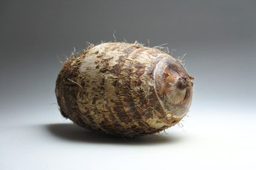 Tannia tropical tuber