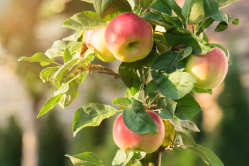 Rippe apples in the orchard ready for harvests
