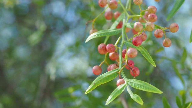 Pink peppercorn (baie rose, pink berry). Schinus molle or Peruvian peppertree.