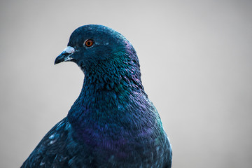 Portrait of a pigeon is close