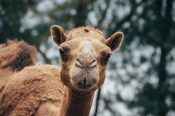 Annoyed Camel