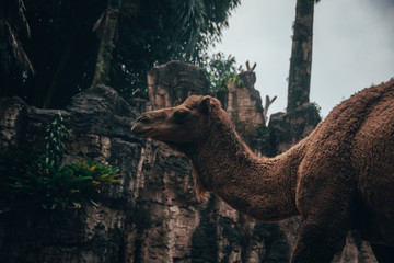 Camel profile
