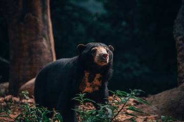 Sun + Bear = Sun bear