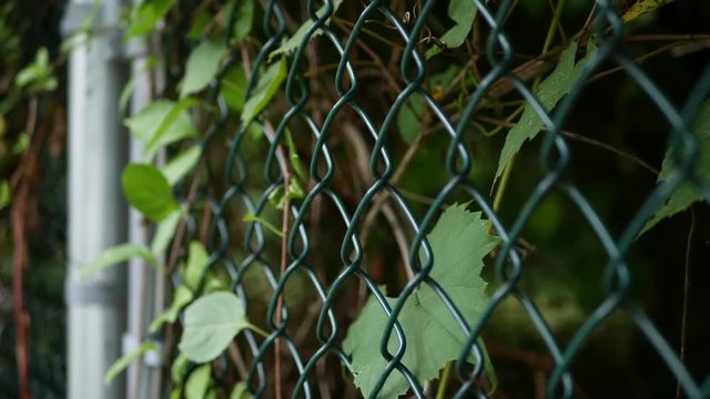 pan to green chain link fense with vines protruding