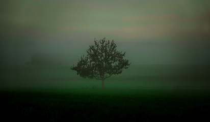 Sonne Wald Nebel Herbst Baum Sonnenstrahlen Fr&uuml;h 