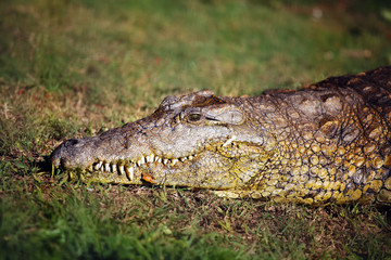 Fototapeta premium The Nile crocodile (Crocodylus niloticus), portrait of a great Nile crocodile in grass.