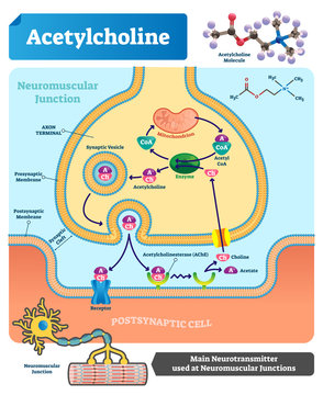 Acetylcholine vector illustration. Labeled scheme with neurotransmitter.