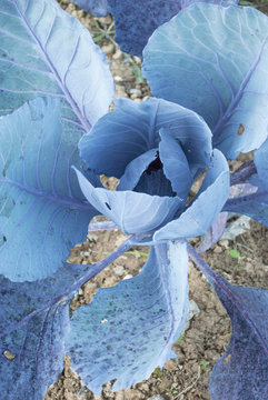 hojas de col Azules. 