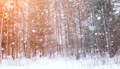 Winter landscape snow covered expanses. A park in the winter in 