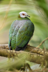 White-bellied Imperial-pigeon - Ducula forsteni, beautiful colorful pigeon from Indonesian forests and woodlands.