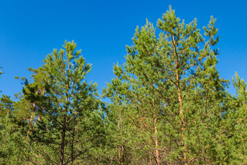 Fototapeta na wymiar Young pines at forest against the blue sky, summer. Russian nature.