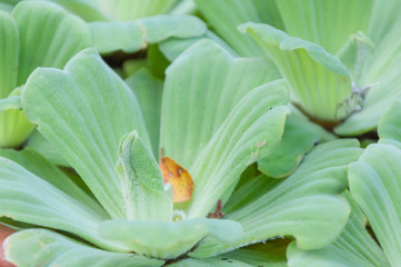 Green floating water lettuce, Pistia stratiotes