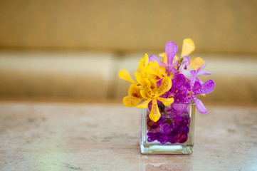 Pink and yellow Orchid flower on the vase, select focus with shallow depth of field
