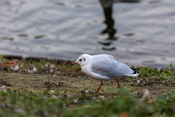 Seagull on the field