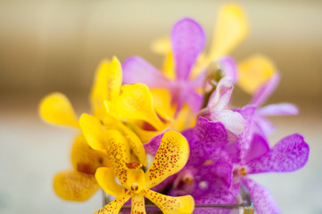 Pink and yellow Orchid flower on the vase, select focus with shallow depth of field
