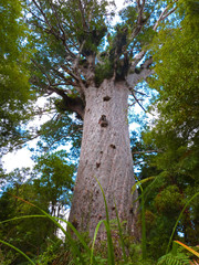 Naklejka premium Tane Mahuta the biggest kauri tree in the world (Agathis australis), Waipoua forest, New Zealand