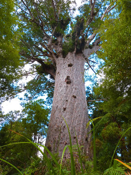 Tane Mahuta the biggest kauri tree in the world (Agathis australis), Waipoua forest, New Zealand