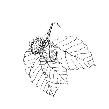 Beech branch with leaves and fruits. Hand drawn botanical  illustration