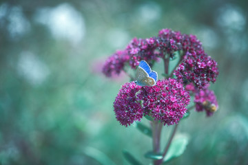 Argus bleu sur fleur rose de Sédum