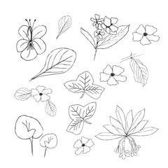 Collection of hand drawn flowers and plants. Monochrome  illustrations in sketch style.