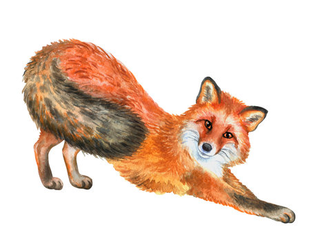 Fox in stretch isolated on white background. Watercolor. Illustration. Template. Picture. Hand drawn, close-up