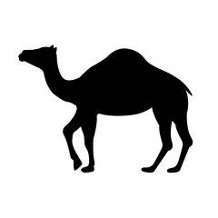 Camel icon, silhouette, logo on white background