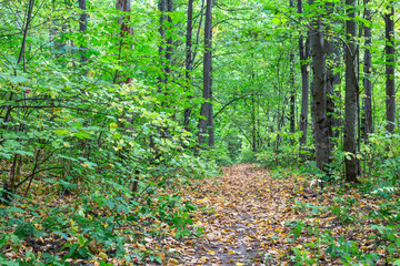 path in the autumn forest