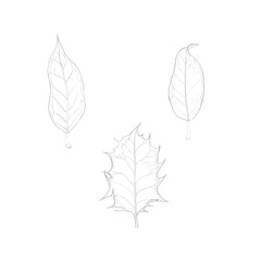 Hand drawn illustrations. Linear drawing of Christmas holly leaves isolated on white. Christmas symbol.
