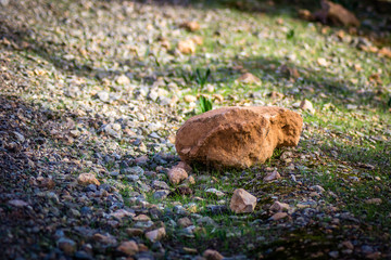 Rock cat in a forest