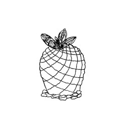 Hand drawn pelecyphora pseudopectinata, liner  illustration on white background