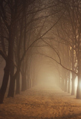 an alley with trees in a winter fog