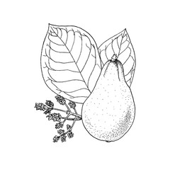 Monochrome  illustration drawing of avocado Persea Americana on white background
