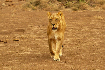 lioness