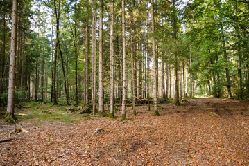 Woods, Perlacher Forst