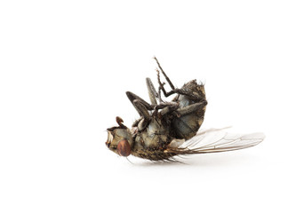 dead fly isolated on a white background