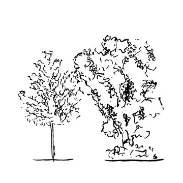 Set of trees. Black and white in silhouettes.