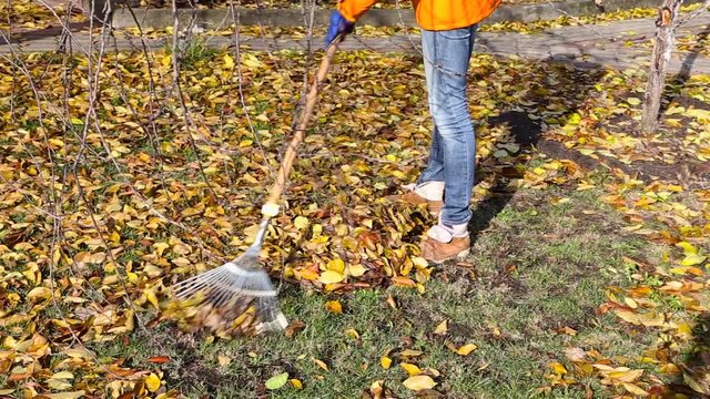 Autumn leaves woman clean rake. autumn garden work