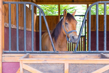 Portrait of a horse in the stable