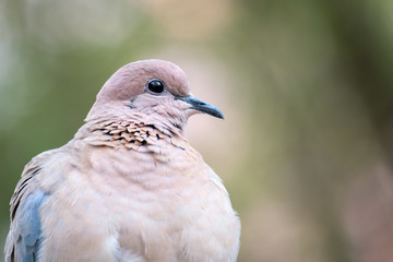 Closeup of a Dove against greenish bokeh, native / local in Abu Dhabi, UAE