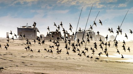 Birds taking off on a beach with recreational vehicles 
