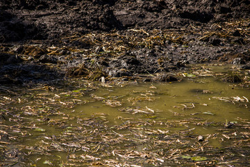 The surface of the muddy marshland