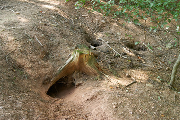 Höhleneingang vom Dachs