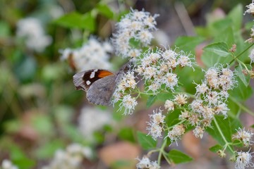 Butterfly Mount Lemmon Arizona Summerhaven 