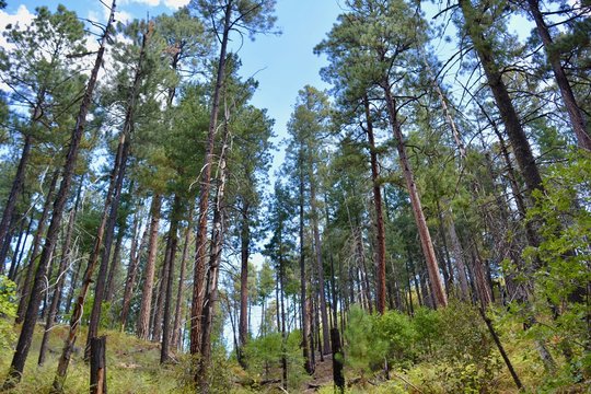 Mount Lemmon Coronado National Forest Summerhaven Arizona Mt. Tree Trees