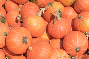 Obraz premium Pumpkins on dry straw background in the vegetable garden