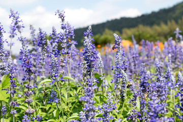Lavender Flowers in the garden